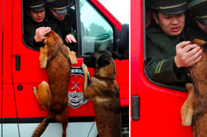 搜救犬死巴著車窗不放，拼命也想跟著離開！背後的故事不禁讓人感動鼻酸！！