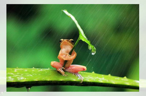 青蛙拿葉子遮雨好可愛？這些可愛的照片竟是虐待動物得來的！