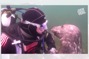 海底潛水偶遇海豹，結果他竟然...發生的事情讓所有網友羨慕炸！！（影片）