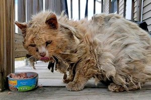 這隻世上最慘的貓咪狀況超悲慘，被救一天後....牠巨大的改變讓人超感動！