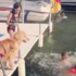 看到大家都跳下水後，下一秒兩隻阿金就讓網友全融化！（附影片）