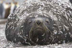 一群企鵝換毛把海豹弄得絕望了，被迫穿上羽絨服生無可戀的樣子超好笑！