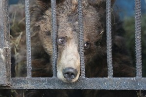 被囚禁到快瘋掉！荒廢動物園殘忍遺留動物在籠子裡等死！