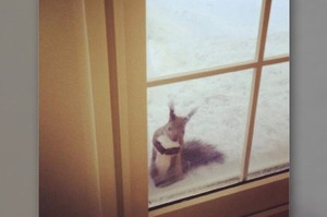 烤餅乾時有隻松鼠出現在窗邊，然後下一秒....這根本就是童話故事會出現的場景呀!!!!