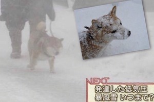 「這點雪算不了甚麼!!!」這些堅持在惡劣天氣下出來散步的柴柴...真的誰都阻止不了牠們呀XD