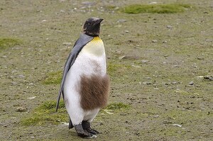 小企鵝的尷尬期...換毛換到一半被拍到醜樣好害羞～