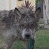 救援小隊發現一隻看起來像地獄犬的恐怖怪物，幫牠整理過後才發現牠真實身份⋯必看！