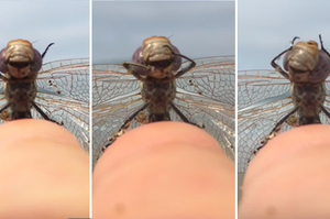 網友救起蜻蜓後，牠竟「比手語」歡呼答謝?! 網友看了直呼：超神奇！ 