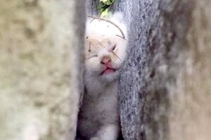 在花園聽到貓的哭聲，往石頭縫一看嚇傻...小喵被救援後超可愛模樣讓人暖哭！