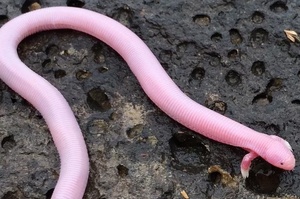 是蚯蚓？是蛇？是蜥蜴？罕見長條粉紅生物，你猜猜看牠到底是什麼！？
