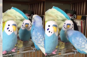 送了兩隻一模一樣的玩偶給鸚鵡，他超有禮貌的打招呼方式...讓所有人都超融化（影片）