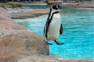 企鵝到底有沒有站在陸地上啦！一張照片造成網友論戰...大家都笑噴啦！