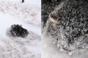 雪地裡發現一團被埋住的「黑色毛球」，將牠帶回去解凍照顧之後...才發現是隻多美麗的生物！！(影片)