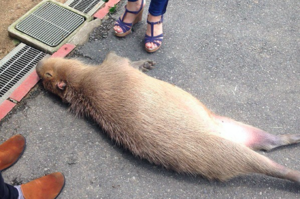 旅客發現「水豚」竟然「失去意識」倒在動物園路邊，走近一看才發現....真的超爆笑！