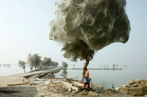 千萬隻蜘蛛為了躲避洪水合力做出超酷棉花糖樹，對人類竟然有超大貢獻！！！