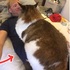 巨無霸喵皇！看照片以為很普通，等牠趴在爸爸身上時，發現牠大的超驚人！