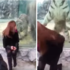 動物園裡女子背對老虎，卻沒想到她的生死儘靠一片強化玻璃決定！