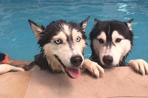你的狗適合/擅長游泳嗎？天生泳將v.s超級旱鴨子 所有的狗狗都能游狗爬式，但並不代表就是游泳好手
