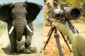一個「打獵玩家」在準備開槍時遭大象踩扁，網友們的反應居然是這樣...！？