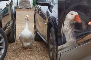 白鵝失去同伴後，看見車子的倒影以為是「朋友回來了」...真誠的反應讓人超級不捨！！