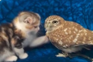 網友不解為何貓咪跟貓頭鷹一天爆紅，但看了影片所有人都知道原因是什麼了～（影片）