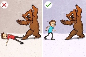 「野外遇到熊不能裝死？！」7個野外求生的錯誤觀念...原來一直以來都誤會了呀！！