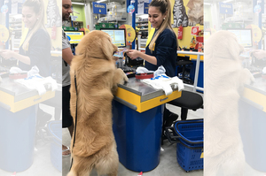 汪汪自己到超市買飼料，結帳時竟然...讓店員和網友直呼「這個很可以ＸＤ」（影片）