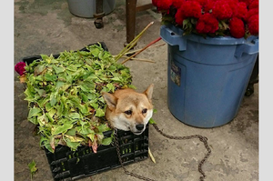 要搬雜草去倒時，柴柴卻堅持不搬家...這隻花店當大爺的柴柴讓人笑噴啦！