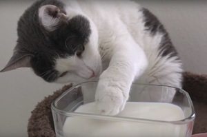 從沒喝過牛奶的貓咪，如果給牠牛奶會怎樣？第二隻貓的最後反應超爆笑XDDD
