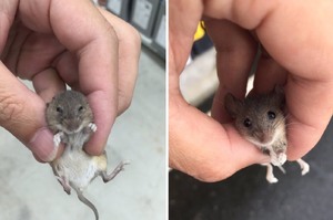 網友撿到一隻小老鼠以為是走失的，將牠送回「寵物店」後...店員傻眼的這樣回他！！