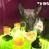 帶緝毒犬到夜店臨檢，聞了聞桌上的薯條...狗狗下一秒的反應讓所有人笑噴XD(影片)