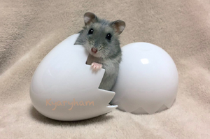 不是要煎蛋嗎？蛋殼打破後怎麼是鼠鼠啦...蛋殼裡長出來鼠寶太可愛啦！