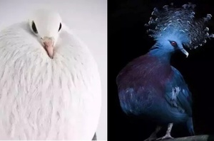 連孔雀都會自歎不如！這些世上最漂亮的鴿子品種，美麗到讓人目不轉睛～