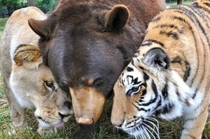 15年前一起被解救的受虐跨物種三兄弟，當獅子因癌末必須安樂死...牠們的舉動讓人都紅了眼眶！