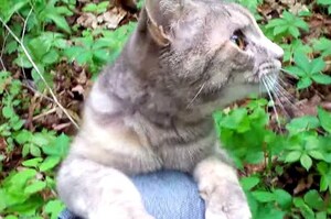 樹叢裡發現一隻貓，檢查貓咪的脖子後...網友都難過的哭了！（附影片）