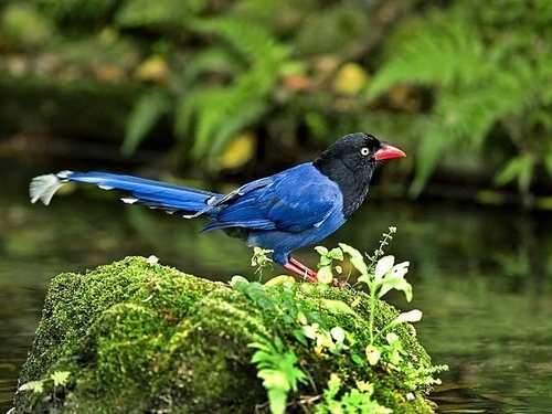 台 中 日 韓等多國 國鳥 對比 你覺得哪個國鳥最漂亮呢