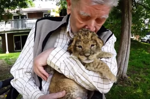 從醫50年的92歲退伍軍人受邀造訪動物園與獅子近距離接觸，完成畢生夢想！