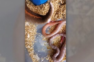 以為懷孕的母蛇要準備下蛋，直到看見「小蛇被噴射產出」的畫面...網友全都驚呆了！！