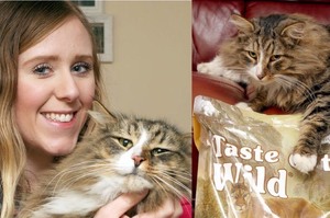 失蹤14個月的愛貓終於回家，但身材卻「整整大了兩倍」...聽到尋獲牠的地點後網友全笑噴了XD