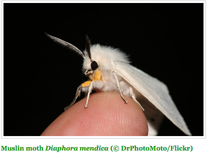 这只毛绒绒的蛾超可爱!但一听到它的名称.养狗的网友全晕倒