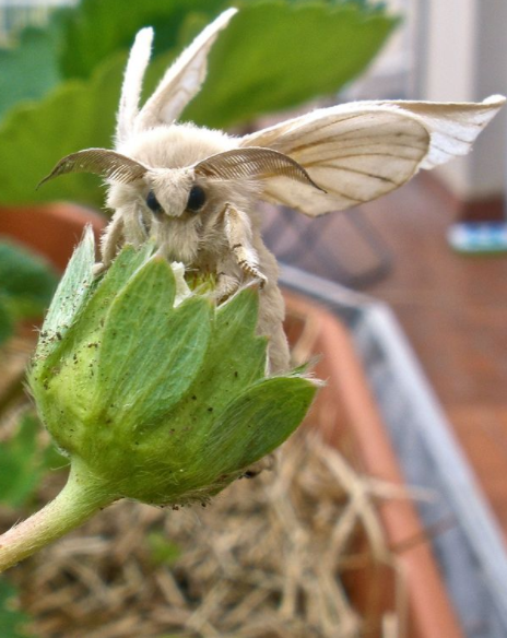 这只毛绒绒的蛾超可爱!但一听到它的名称.养狗的网友全晕倒