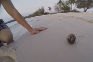 在海邊發現一個詭異的貝殼，正想打開時...裡面跑出的生物讓網友驚訝：「居然是你！！」(影片)