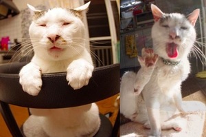 網友公認，全世界「最醜」最沒節操的貓咪，根本就是中年摳腳大叔啊！