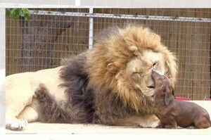 動物園讓臘腸進去陪獅子，以為會發生滅絕慘案！沒想到...讓所有人都愧疚於自己的想法（影片）