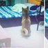 常叮嚀柴柴「不准靠近床」，結果才出門監視器就拍到... 主人瞬間看哭了！！ 