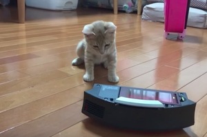 「牠根本就武鬥派的啊！」小貓咪 vs 掃地機器人，貓爪拳拳到肉！必看！（影片）