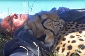 躺在草地曬太陽，睜開眼發現一隻「獵豹」躺在我的手上睡著了...