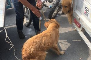 心酸！一歲的黃金獵犬知道自己要被賣掉，硬拖著牽繩堅持不想出門...