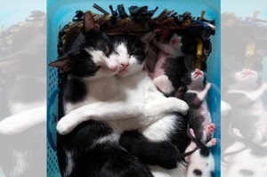 貓媽生完孩子後累趴，貓爸一把將貓媽「擁入懷中」，溫柔有愛又帥氣！