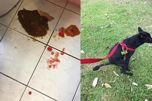 購買知名大廠飼料給狗狗吃後卻拉血便！！回收飼料後..賣家及廠商皆無回應？！讓網友傻眼心疼！